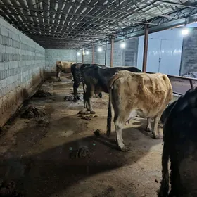 goleli we bogaz sygyrlar