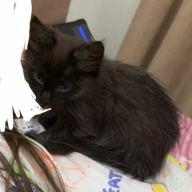 чернышка в добрые руки