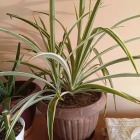 цветы хлорофитум