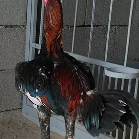 Ады Ташыкент Хороз