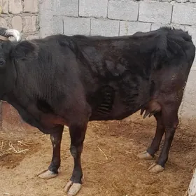 Sagylýan gysyr sygyr.