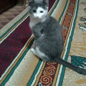 котёнок pişik