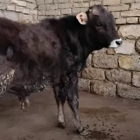 ŞWES OKÛZ TOHIM MAL