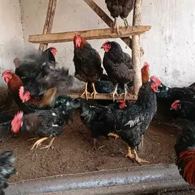 гигант +Джерси хоразлар