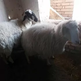 kockar 1 sany goyun 1 sany