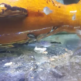 малки анситрус