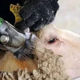 goynyň tuyini gyrkyan