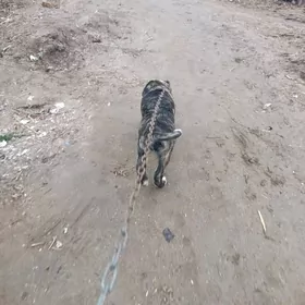 Alabay gujuk gysagly