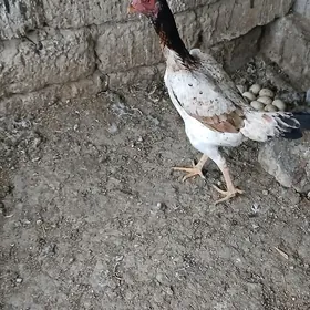 Taşgent towuk horaz