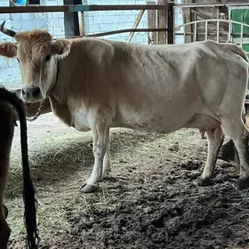 ARGINAL GOLELI SYGYR