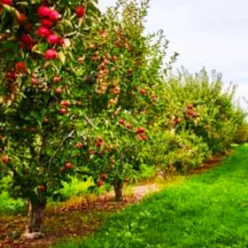 HUSUSY EMLÂK SATLYK