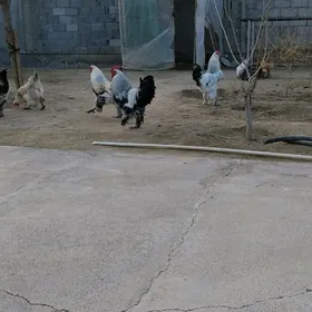 towuk balgar yumurtga