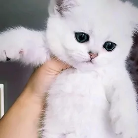 Памеранский шпиц Собака