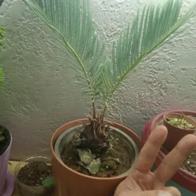 пальма цикас