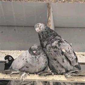 Kepderi кепдери