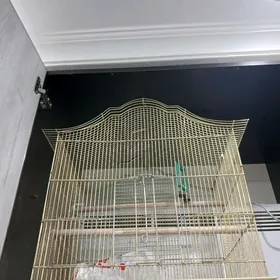 Большая клетка