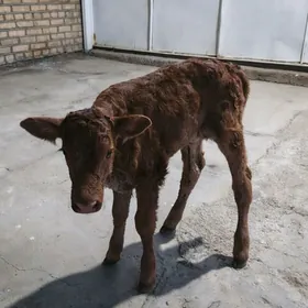 göle gulajyn emdirmeli