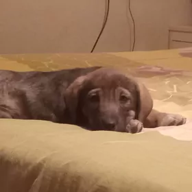 щенкищенки