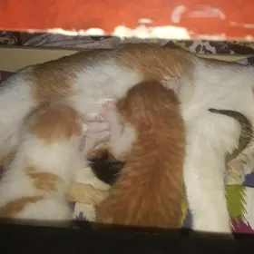 Котята домашние