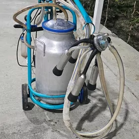 sygyr sagýan istonok