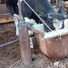 чорны пёстра инек