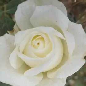 Satlyk taşkent roza ak reñk