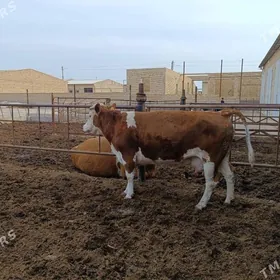 симментал сыгырлар