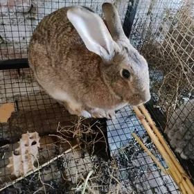 bogaz ene towşanlar