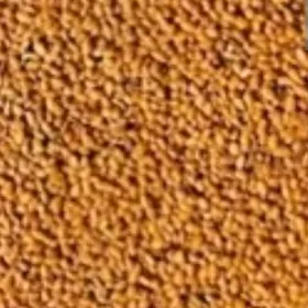 ýorunja tohum yorunja