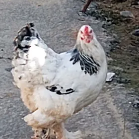 brama towuk 8 aýlyk