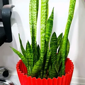 Сансевьера