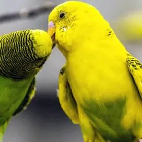 popugay kletka papugay