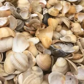 rakuska towuklara im ucin