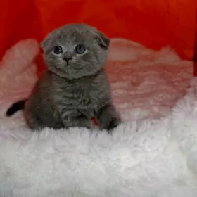 шпионские вислоухие