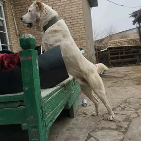 ИТ. Алабай.Еннилмедик.