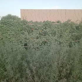 hojalyk ýeri 16 sotuk