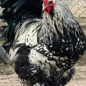 Horaz Brama horazlar brama