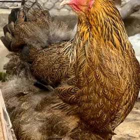 Towuk Brama towuklar brama