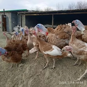 Owgan induk ýumurtga.