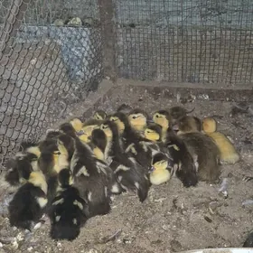 Indawutga ordek juyje