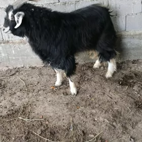 Goyunlar we geçiler