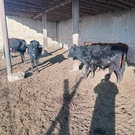 4 sany 1 ÿaşar őkűzçe