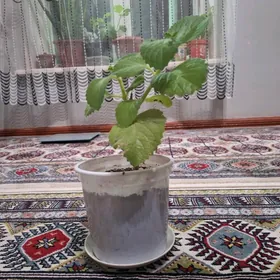 oy gulleri / limonnik