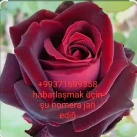 Ташкентская чёрная роза