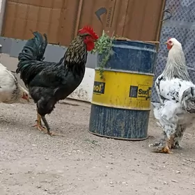 Jersi Gigant Horazla