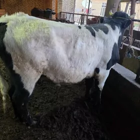 баклык окуз