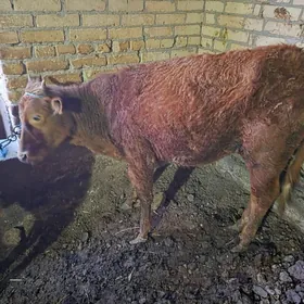 окузлер 5 саны