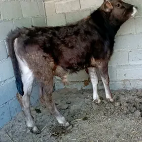 ÖKUZ ARGİNNAL SİVEŞ