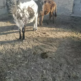 Tohum GaçarLar 3 sany