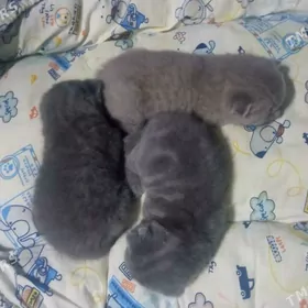 Котята вислоухие шотландские